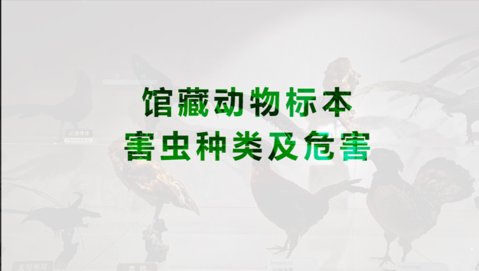 館藏動物標(biāo)本害蟲種類及：